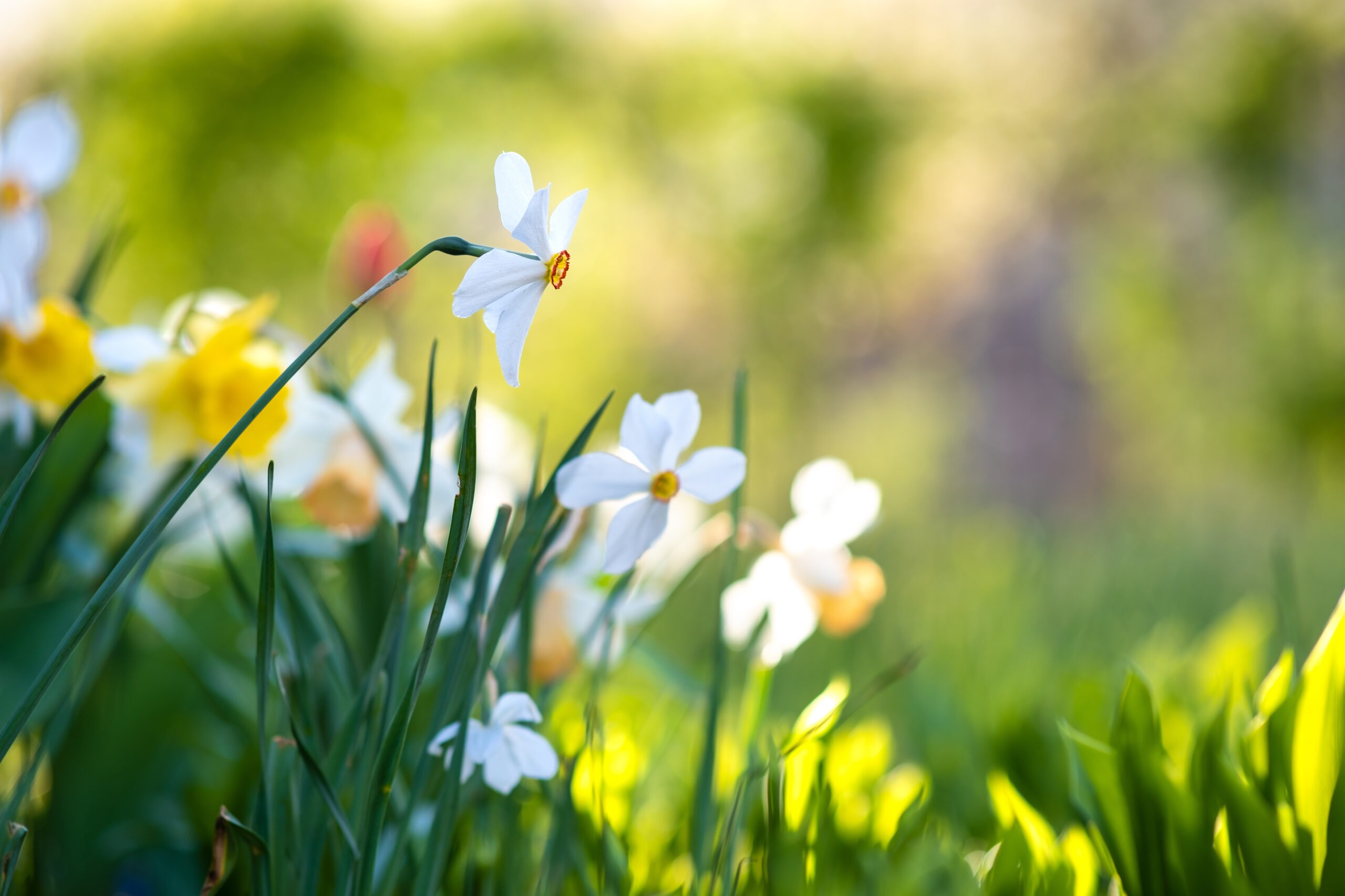 voorjaar narcissen Dactylus masterclasses